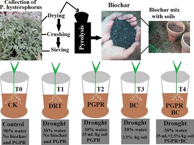 Plant growth promoting rhizobacteria and biochar production from Parthenium hysterophorus enhance seed germination and productivity in barley under drought stress